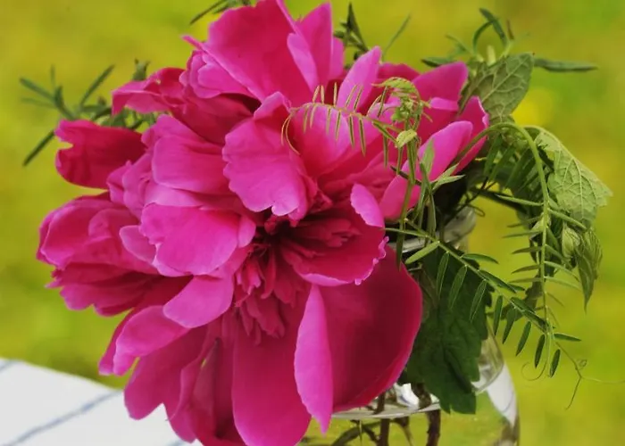 Gasthuis Domacija Seruga Countryside 4*